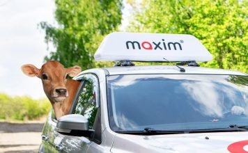 A passenger from Khujand paid with a calf instead money in a taxi