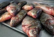 Таджикистан входит в число основных импортеров рыбы из Новосибирска