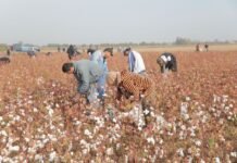 Мастчинцы собрали 11 тыс. тонн хлопка
