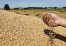 До ноября в Согд ввезено 617,7 тысяч тонн пшеницы